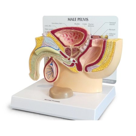 GPI ANATOMICAL Anatomical Model - Male Pelvis - Prostate 3550